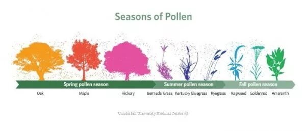 Pollen with the pulsar