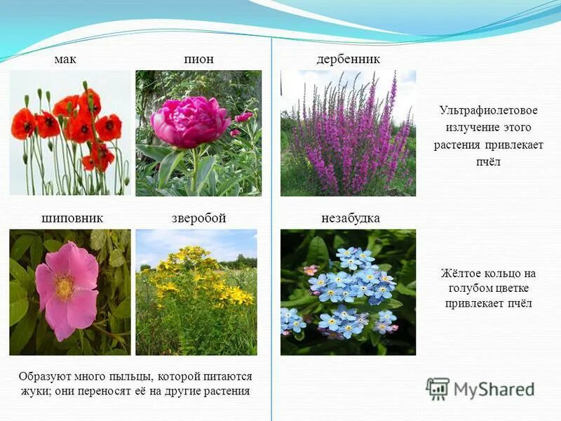 растение на котором много пыльцы. цветок где много пыльцы название. цветок где много пыльцы название. цветок где много пыльцы название. цветок на котором много пыльцы.