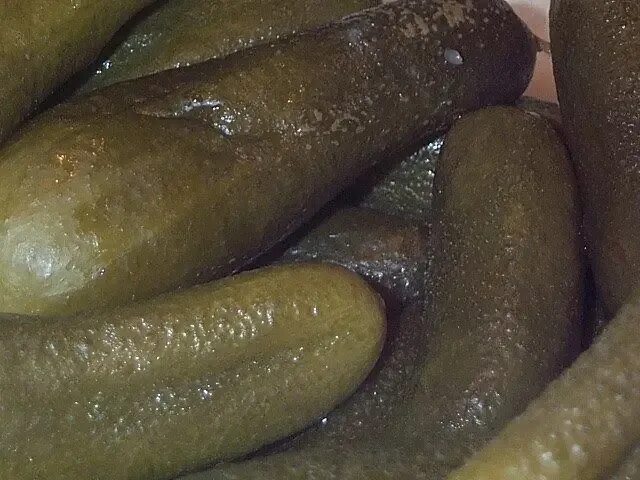 Мягкие соленые огурцы. Белые точки на соленых огурцах. солёные огурцы. белые пятна на соленых огурцах. плесень на соленых огурцах.