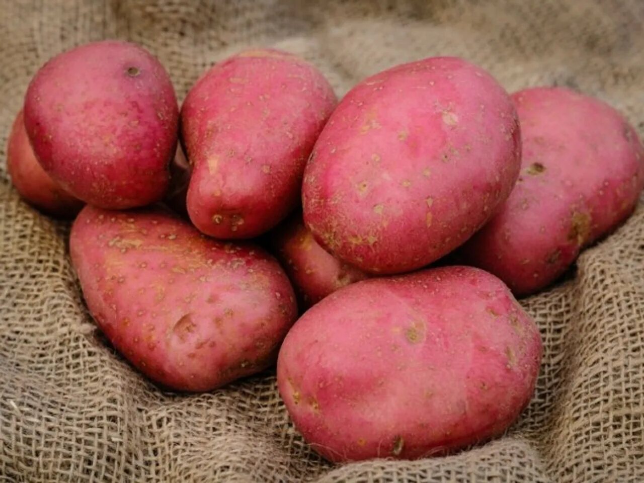 Сорта розовой картошки. Картофель сорт Сесиль. Сорт картофеля Аляска. Картофель розарасеменой.