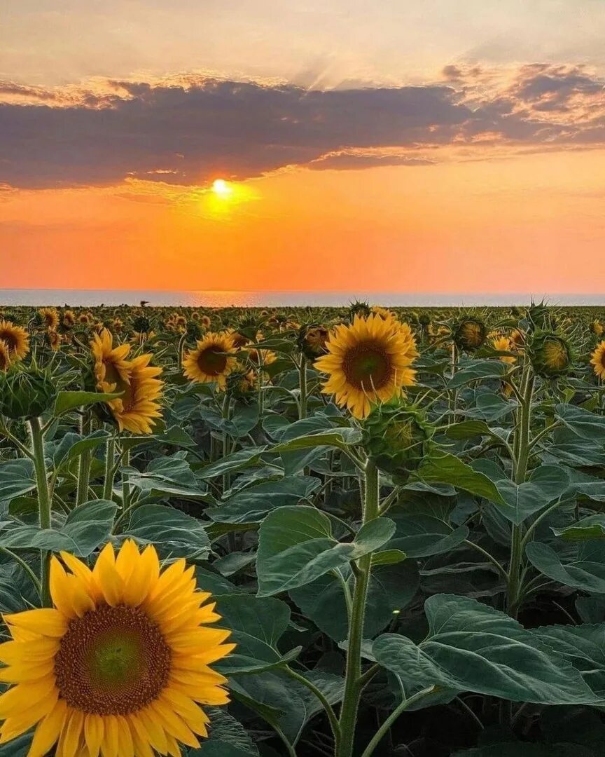 Штат канзас поля подсолнухов. Подсолнечник казачий. Когда цвели подсолнухи подсолнухи цвели. Подсолнухи сзади. Когда цвели подсолнухи подсолнухи цвели.