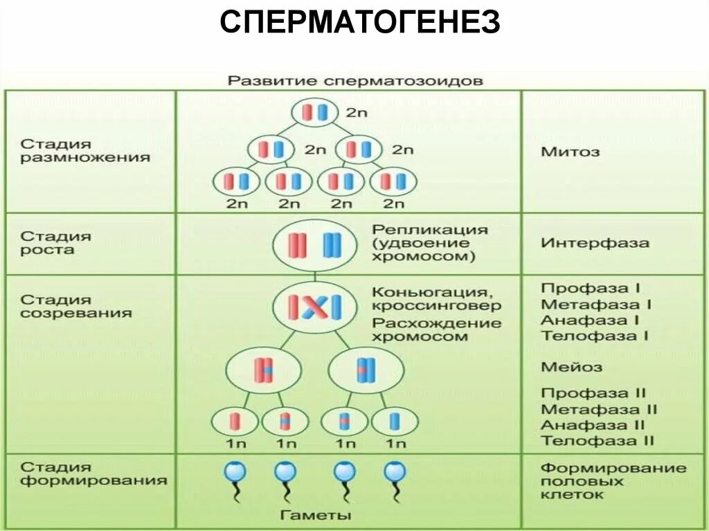 Процесс стадия сперматогенеза. Факторы Угнетающие сперматогенез. Схема сперматогенеза. Этапы сперматогенеза. Стадии сперматогенеза.