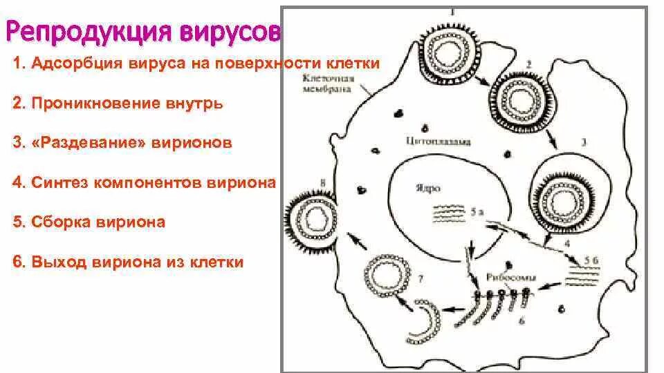 Адсорбция вируса на поверхность клетки. Этапы взаимодействия вируса и клетки схема. Адсорбция вируса