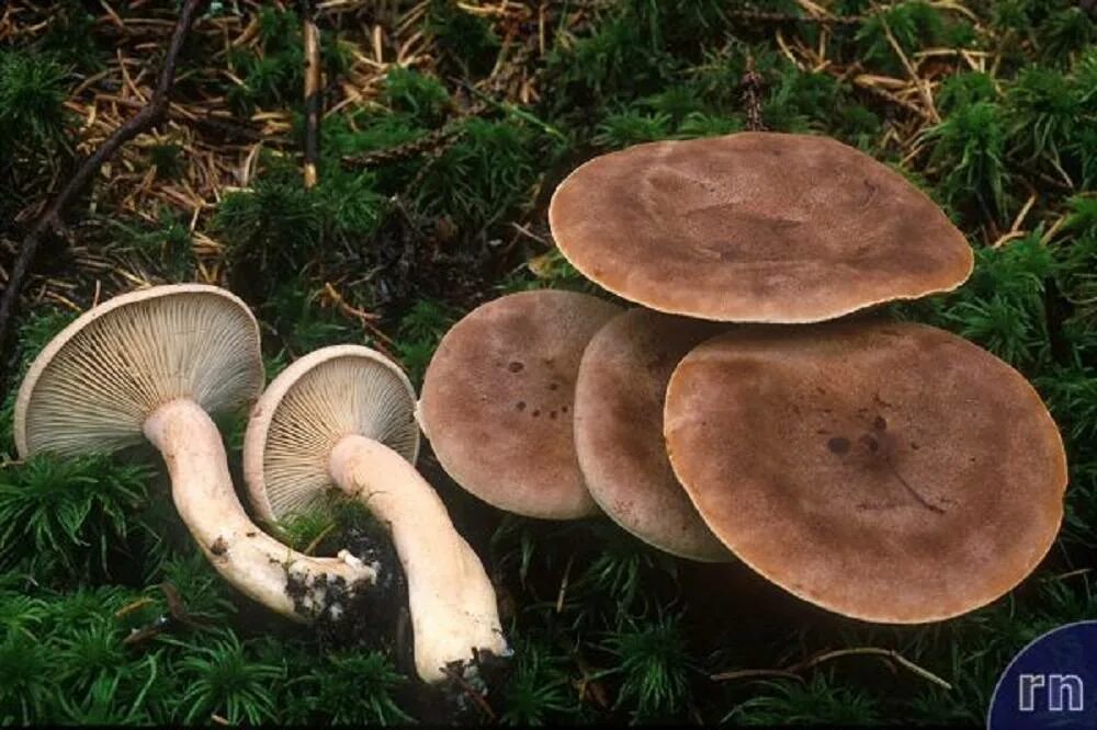 Как выглядит млечник. Lactarius helvus. млечник серо-розовый. янтарный млечник. солюшки фото.