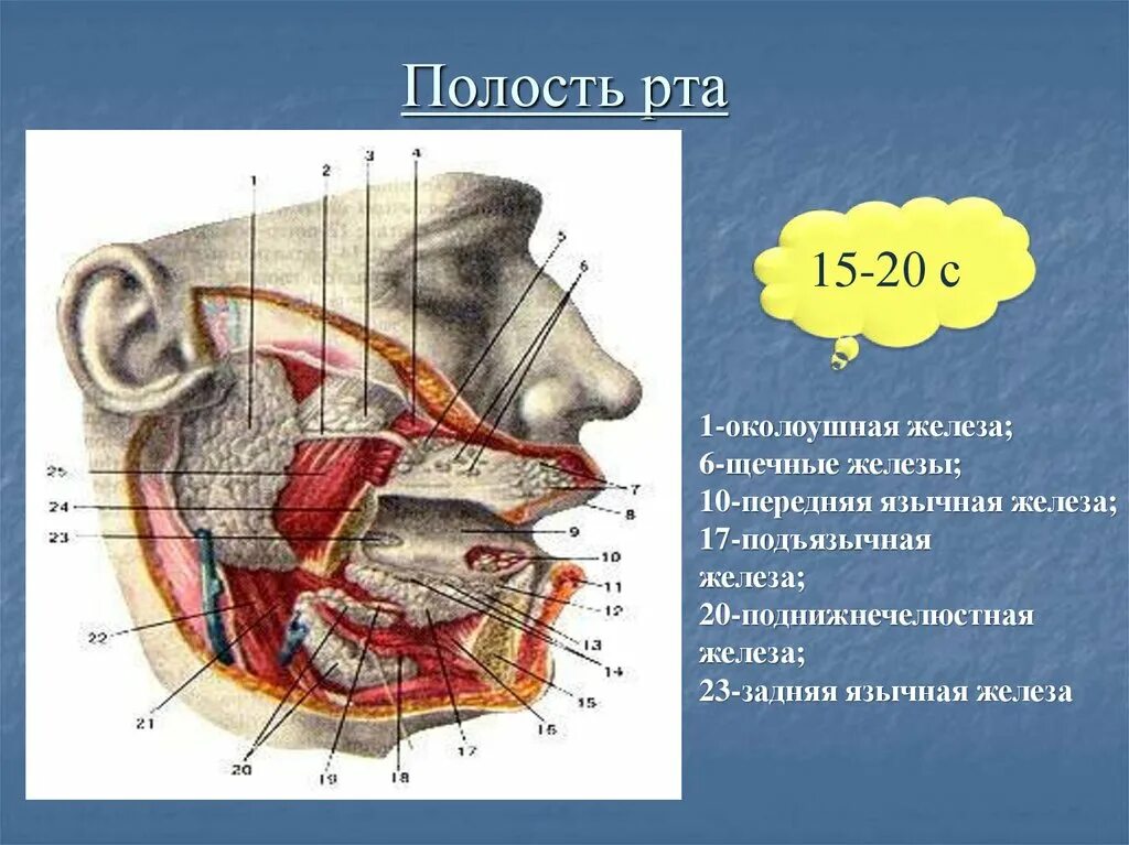 Полость рта 1 6. Околоушная железа ротовая полость. Язычная слюнная железа.