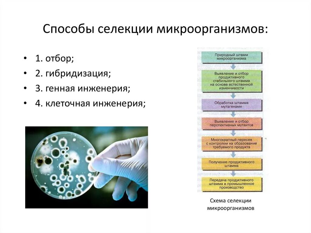 Микроорганизмы используемые в биотехнологии. Схема методов селекции микроорганизмов. Заполнение кластера методы селекции микроорганизмов. Методы селекции микроорганизмов таблица 9 класс биология. Методы селекции микроорганизмов 9 класс.