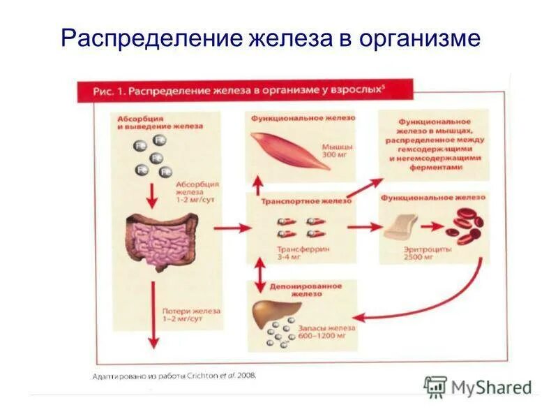 Почему низкое железо в крови. Железо в организме. Распределение железа в организме. Дефицит железа в организме. Транспорт железа в организме.