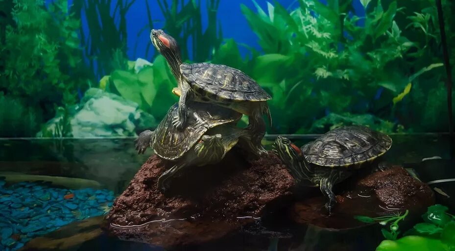 Черепаха водная красноухая. Аквариумная черепаха красноухая. Аквариум для красноухой черепахи. Красноухая черепаха с рыбками. Черепаха в аквариуме уход