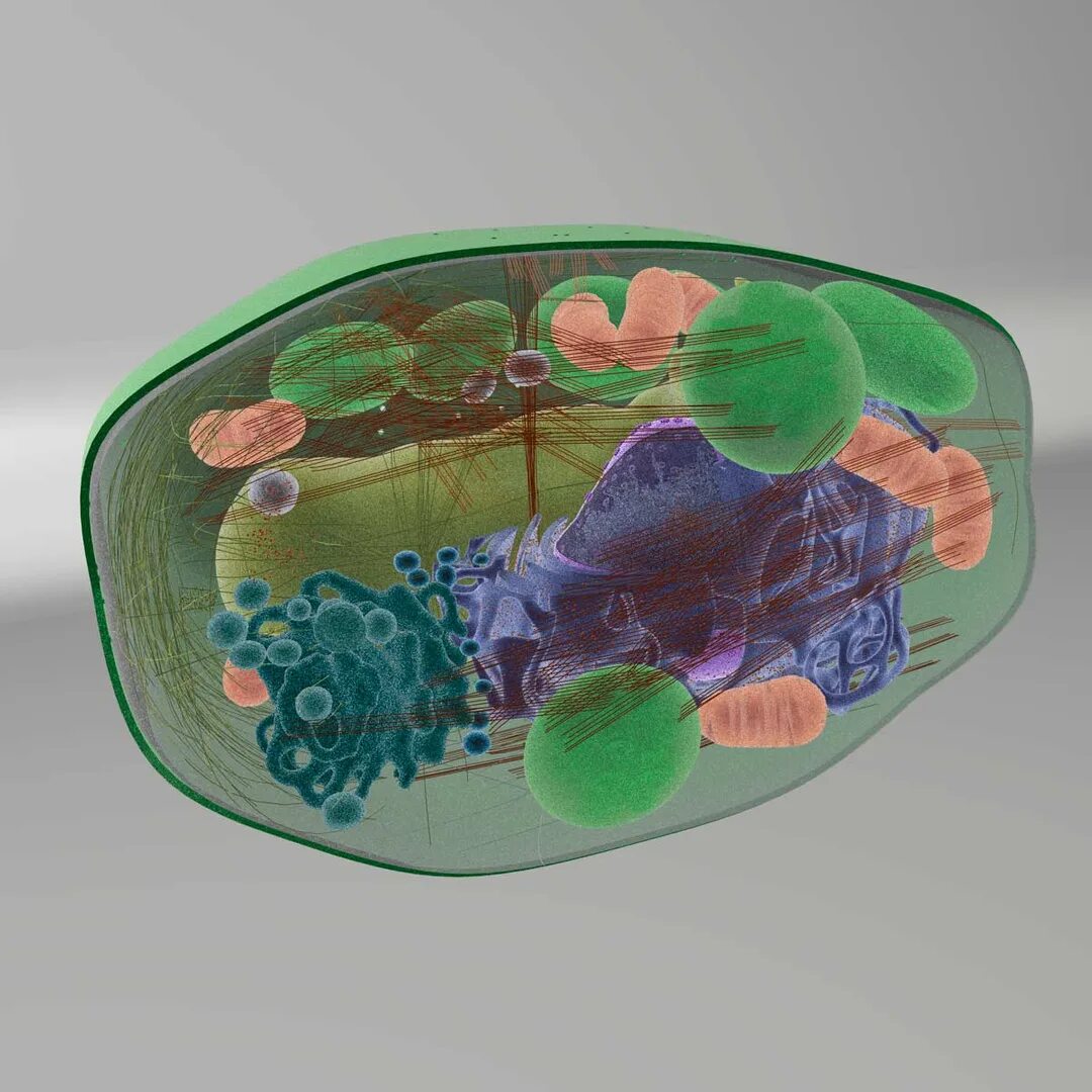 Plant Cell 3d. Модель барельефная «растительная клетка». 3д модель растительной клетки. Клетка растения 3д. Искусственная клетка 3