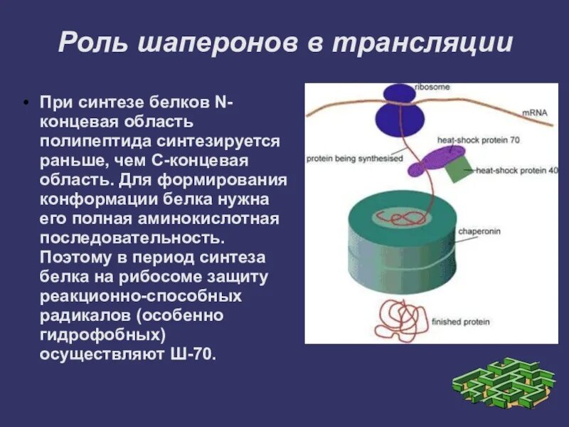 Аппарат гольджи 2 мембраны. Процесс синтеза белка. В нем дозревают синтезированные белки. Синтез белков. Процесс синтеза белка на рибосомах.