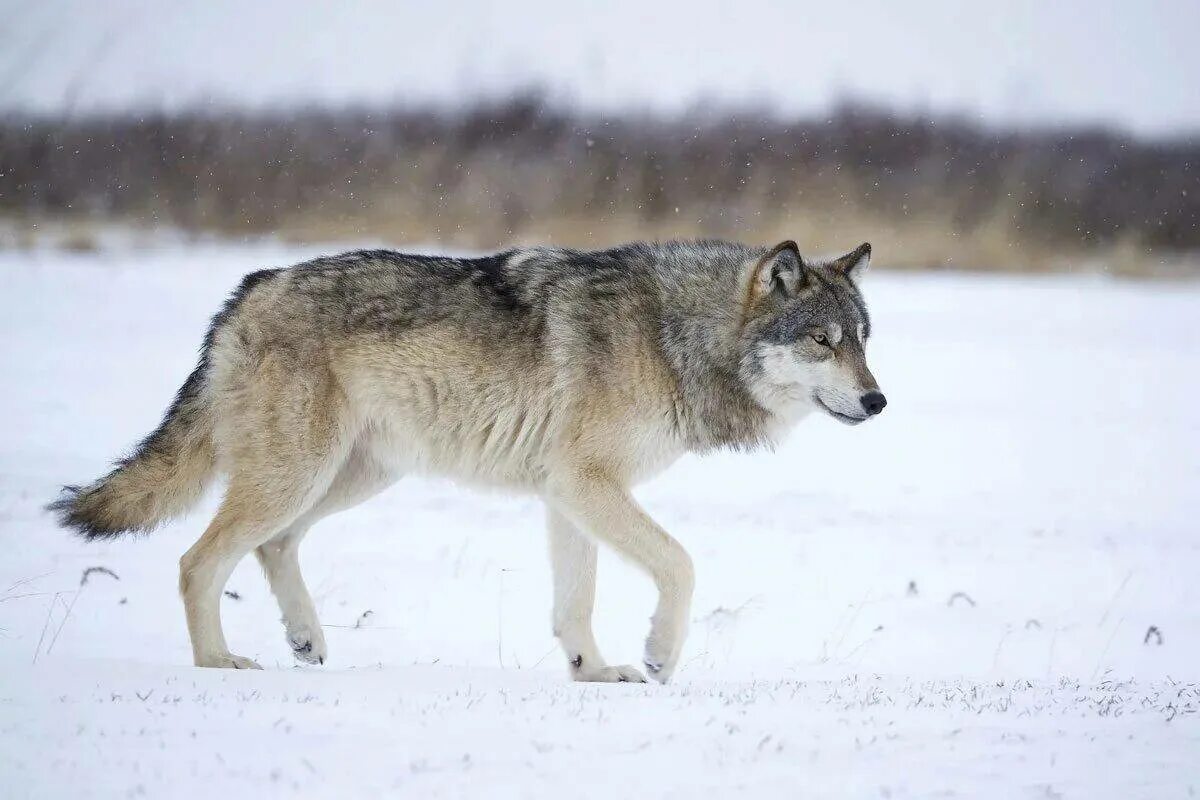 Волк Канис Люпус. Среднерусский Лесной волк. Среднесибирский волк. Волк идет вид сбоку.