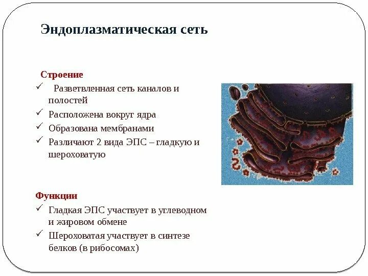 Эндоплазматический ретикулум функции. Эндоплазматическая сеть ЭПС строение. Эндоплазматическая сеть гладкая строение и функции таблица. Шероховатая эндоплазматическая сеть строение и функции таблица.