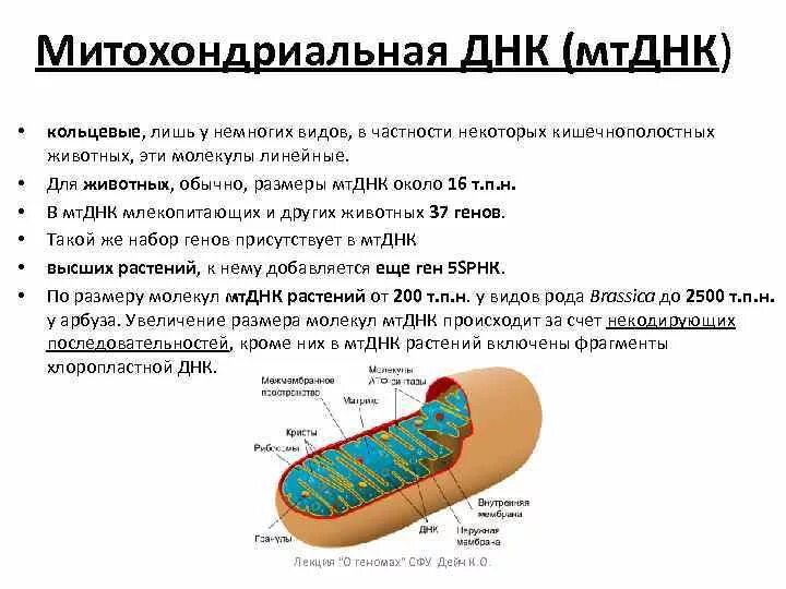 Кольцевая днк характерна для. Кольцевая ДНК. Линейная ДНК характерна для. Линейная молекула ДНК характерна для. У кого есть Кольцевая ДНК.