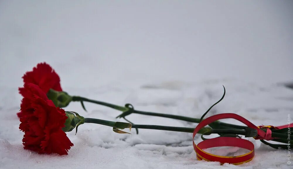 Гвоздики на снегу. Две гвоздики. Гвоздики траур. Две гвоздики траурные. Цвет прощания