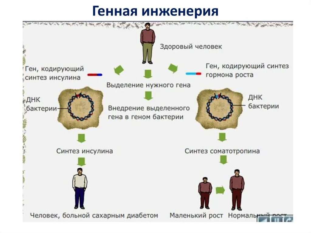 Синтез инсулина в генной инженерии. Гормон роста генная инженерия. Генная инженерия схема. Получение соматотропина методом генной инженерии. Ген соматотропина