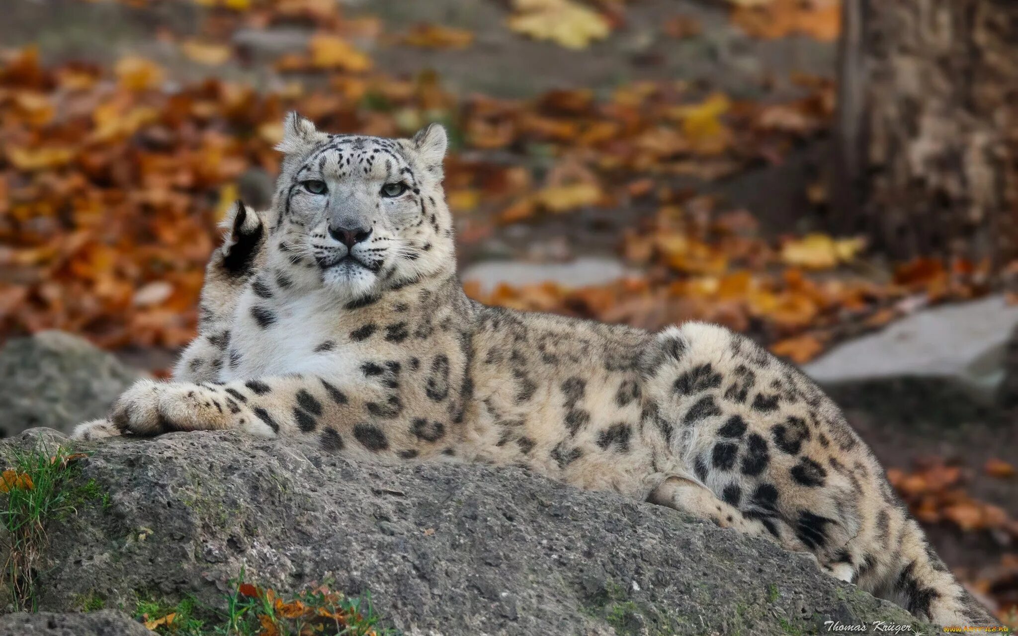 Ирбис сити. Снежный барс ирбис. снежный барс леопард snow leopard ирбис. ирбис снежный барс забайкальского. снежный барс осетия.