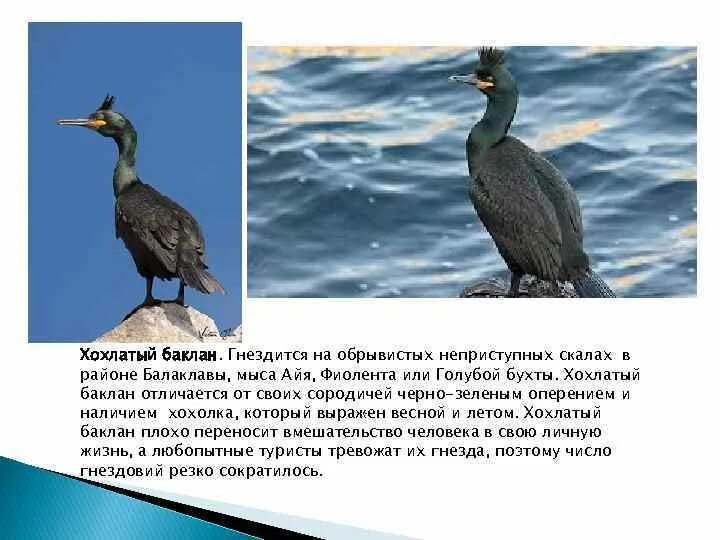 Описание бакланов. Phalacrocorax carbo. Описание бакланов. Нелетающая птица стеллеров баклан. Корморан баклан.