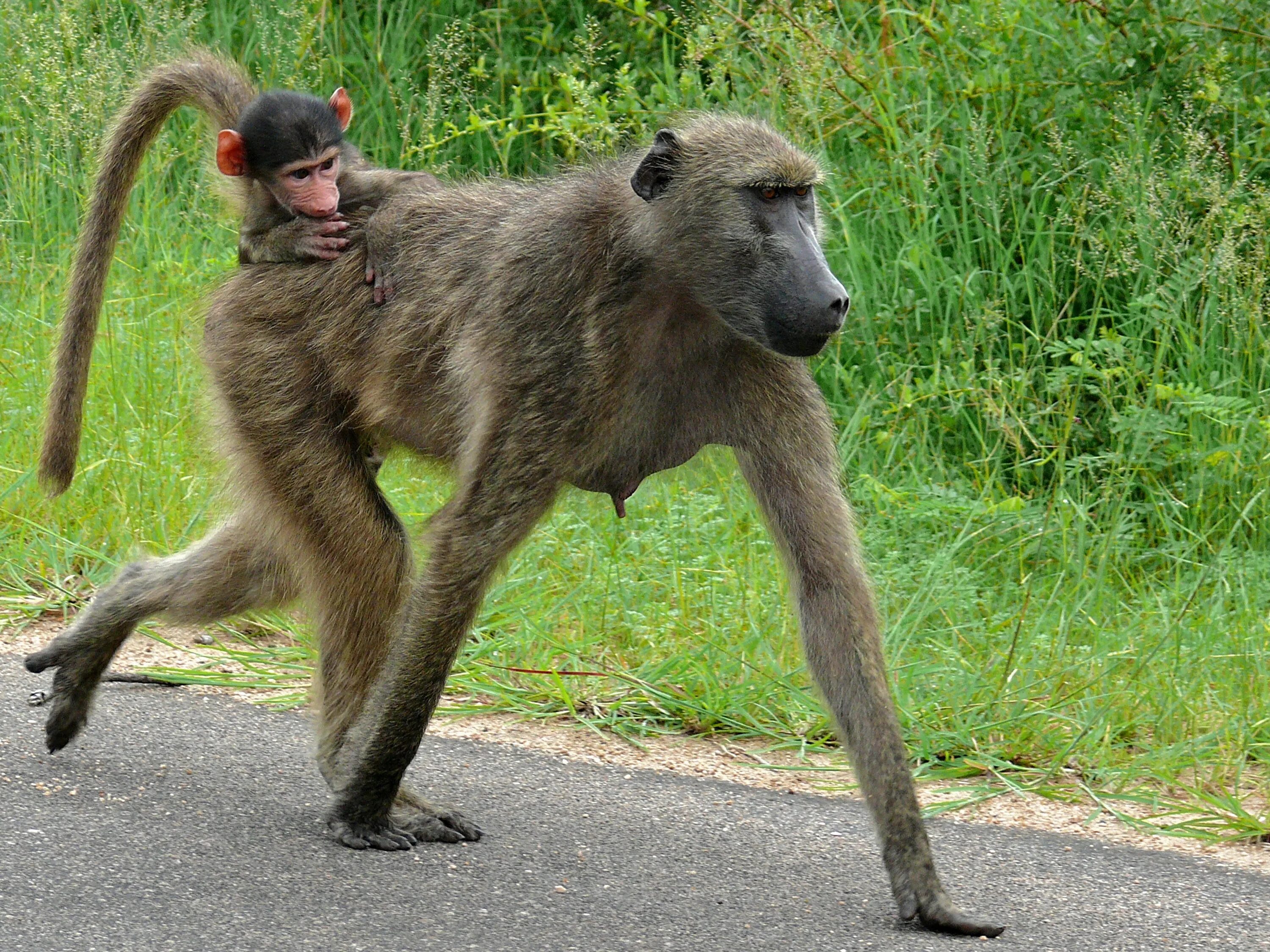 Обезьяна гамадрил. Бабуин альфа самец. Собакоголовые павианы. Родич павиана. Бабуин chacma.