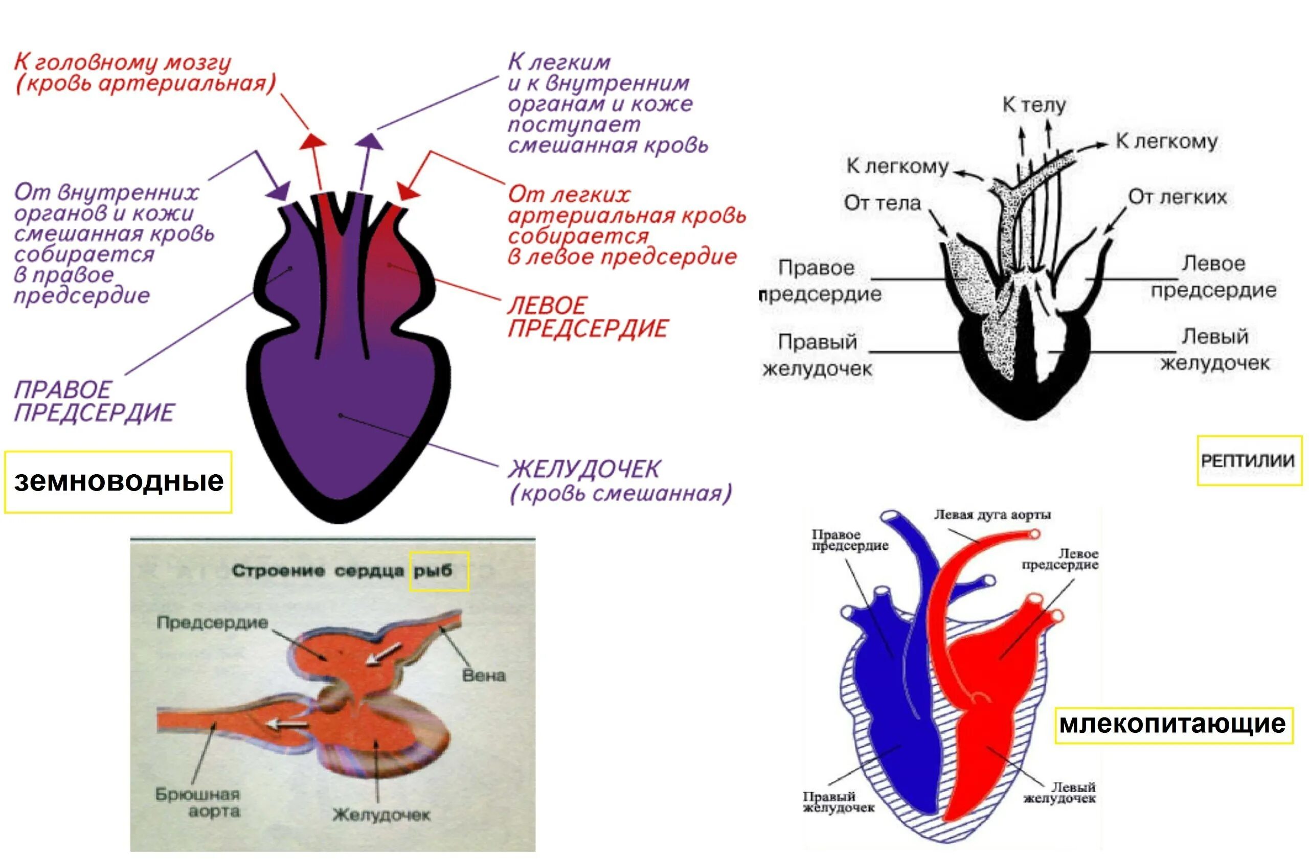 Камеры сердца у рептилий. Строение кровеносной системы амфибий схема. Схема строения кровеносной системы земноводных. Схема строения кровеносной системы позвоночных. Схема строения сердца амфибий.