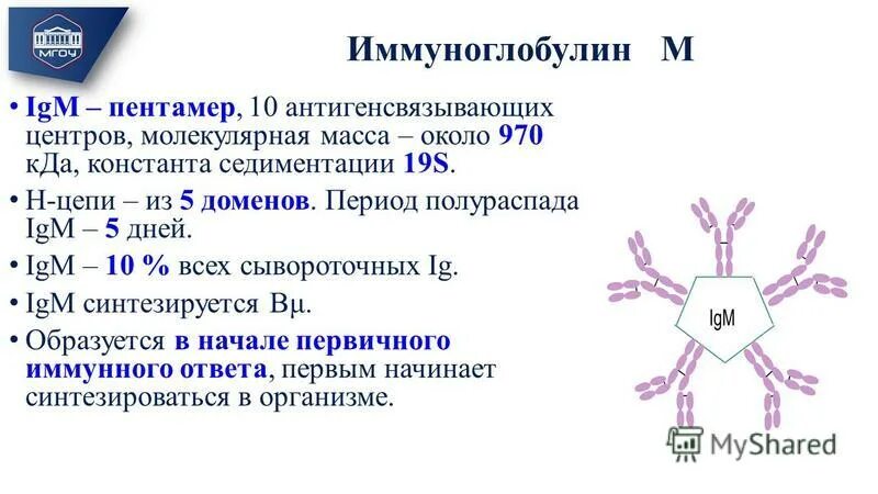 Строение иммуноглобулина м. Иммуноглобулины первичного ответа. Синтез иммуноглобулинов. 5 Классов иммуноглобулинов. Иммуноглобулин повышен форум