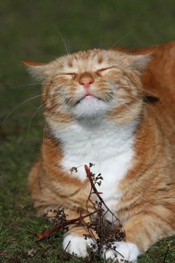 Солнечное утро котик. Лежу на пляжу я и млею. Я млею. Кот лежит на кошке. Млеют.