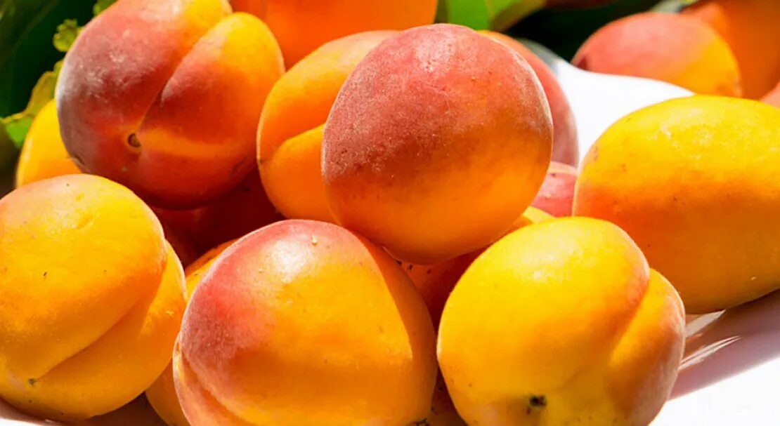 Абрикос триумф северный (триумф севера). Абрикос сорт триумф. Абрикос триумф северный. Абрикос сорт триумф северный. Абрикос триумф северный дерево.