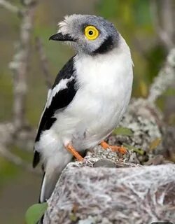 White crested