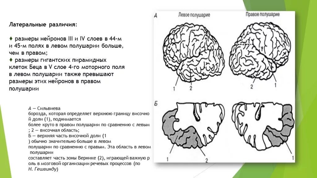 Функциональная межполушарная асимметрия. Асимметрия головного мозга. Асимметрия левого и правого полушария. Межполушарная асимметрия и межполушарное взаимодействие. Поражение правого полушария мозга