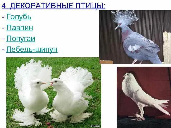 Имя означающее птицу