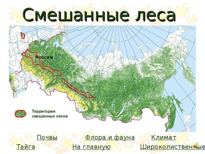 Хвойные смешанные и широколиственные леса на карте России. Где находятся широколиственные леса в России на карте. Смешанные леса географическое положение на карте. Зона смешанных и широколиственных лесов на карте России.