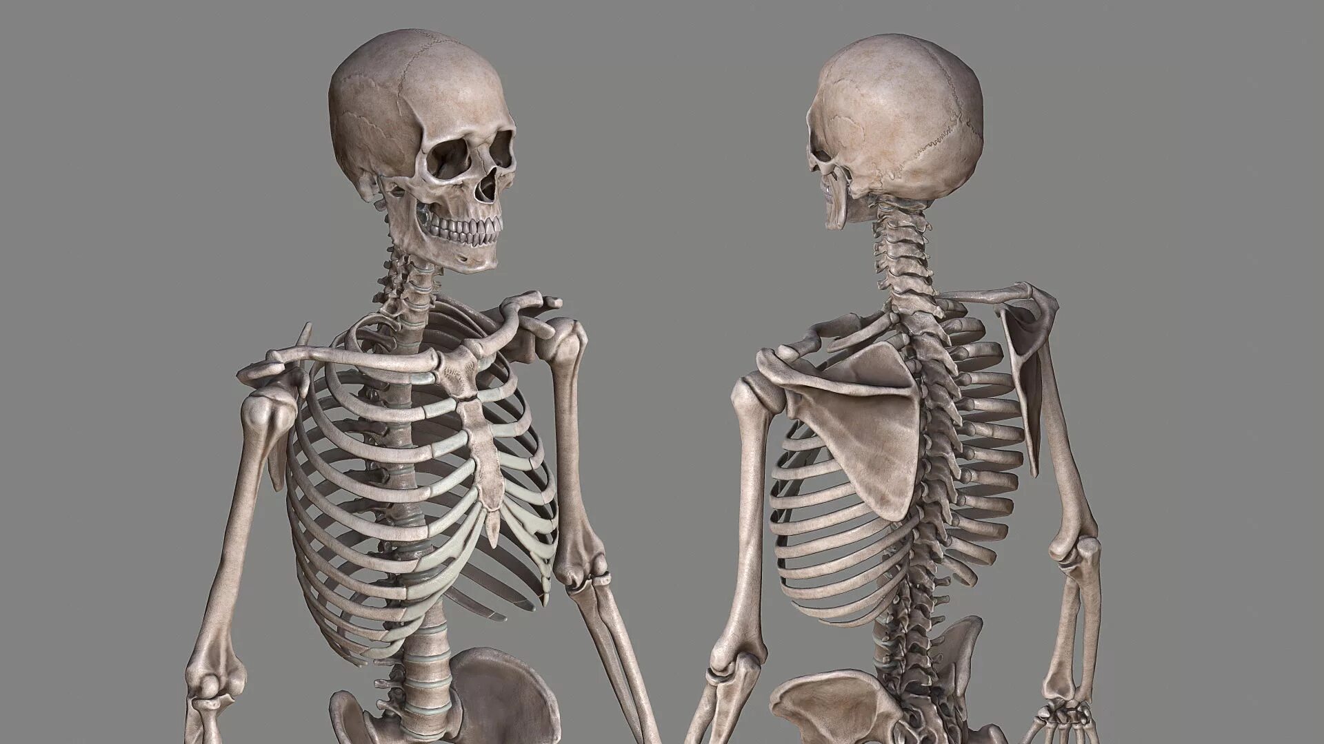 3 Скелета. Скелет человека 3д. Скелет человека в полный рост. Скелет человека анатомия Майерс.
