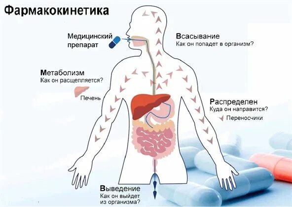 Чем грозит попадание. Фармакокинетика всасывание распределение. Фармакокинетика лекарственных средств. Фармакокинетика и Фармакодинамика лекарственных средств. Основные фармакокинетические процессы.