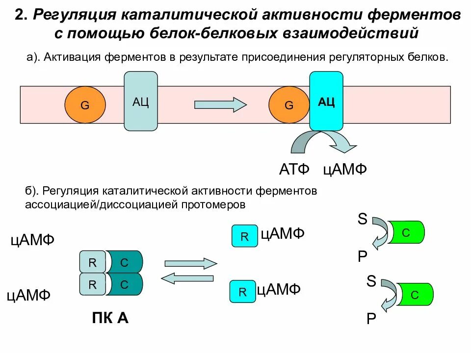 Белок-белковые взаимодействия ферментов. Регуляция активности ферментов белок-белковыми взаимодействиями. Регуляция активности ферментов схемы. Схема регуляции активности регуляторных ферментов. Белково белковые взаимодействия