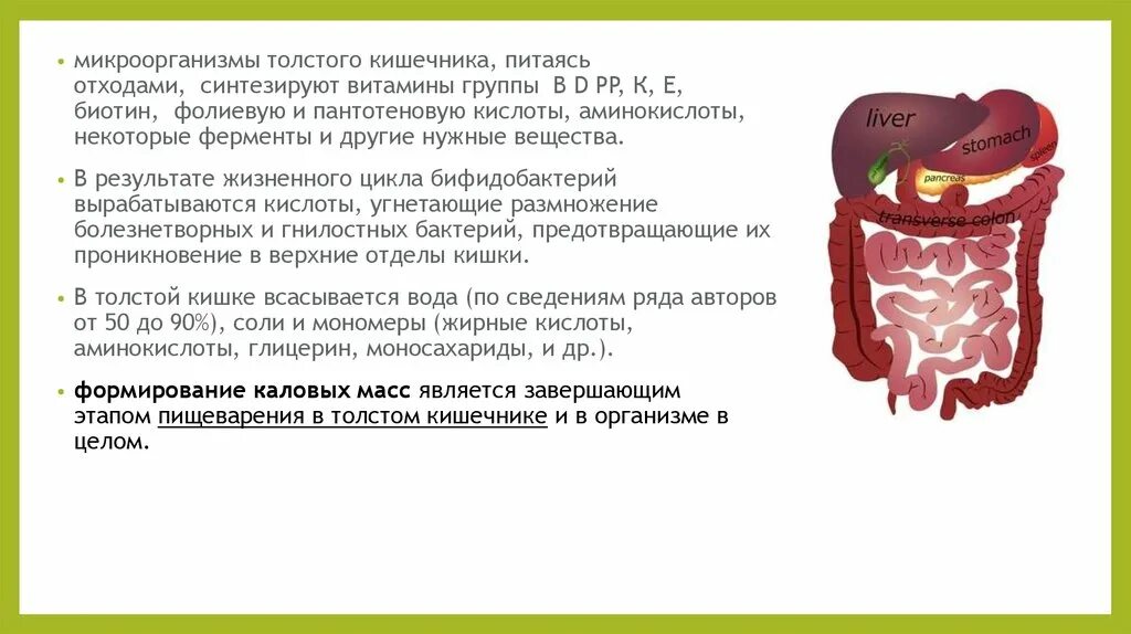 Какие процессы в толстом кишечнике. Синтез витаминов в толстом кишечнике. витамин синтезируется микрофлорой толстого кишечника. в толстом кишечнике синтезируется витамин. витамины в толстом кишечнике.