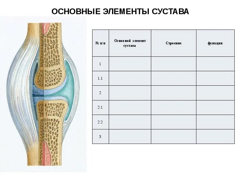 Таблица соединений кости. Классификация строение и соединение костей. Классификация соединения костей. Строение сустава.. Соединение костей строение сустава. Соединение суставов анатомия классификация.