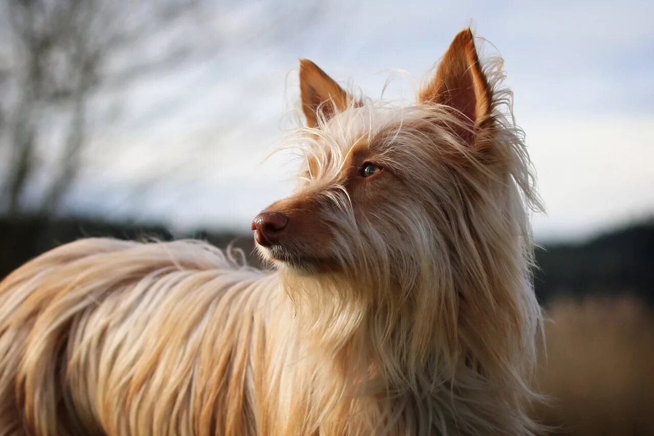 Hairy doggy. Поденко длинношерстная. Поденко ибиценко длинношерстная. Podenco ibicenco длинношерстная. Поденко Андалуз.