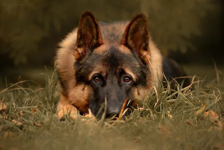 преданные собаки. немецкая овчарка. преданность овчарки. преданная овчарка. немецкая овчарка преданность хозяину.