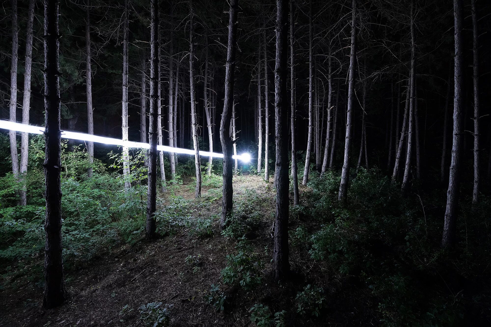 Ночью в лесу 3 класс. Ночной лес. «Ночь в лесу». Ночной лес фото. Лес ночью летом.