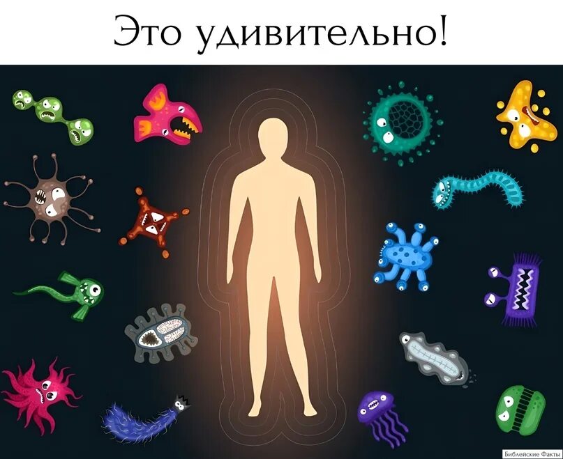 Защитные бактерии организма. Защита иммунитета. Защитные клетки организма. Иммутин. Защита от бактерий.