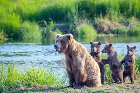 ...Consider the former distribution of imperiled carnivores of the American...