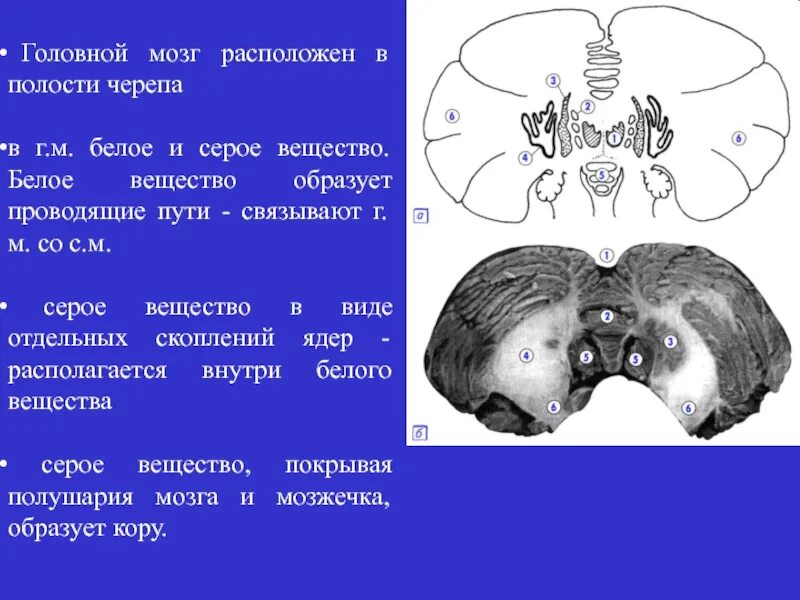 Проведенные на головном мозге