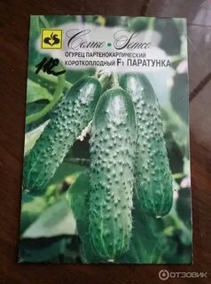 Паратунка огурцы