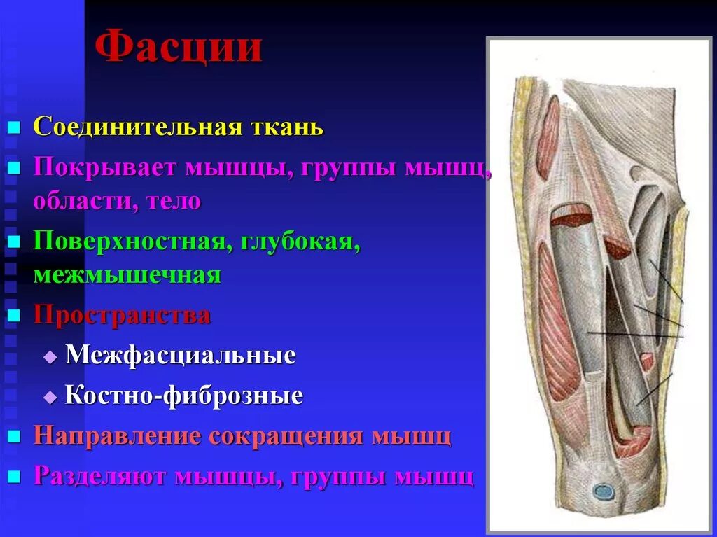 Соединительная мышца. Фасция это соединительная ткань. Межмышечная соединительная ткань. Соединительная ткань покрывающая мышцу. Соединительнотканная пленка покрывающая мышцу.