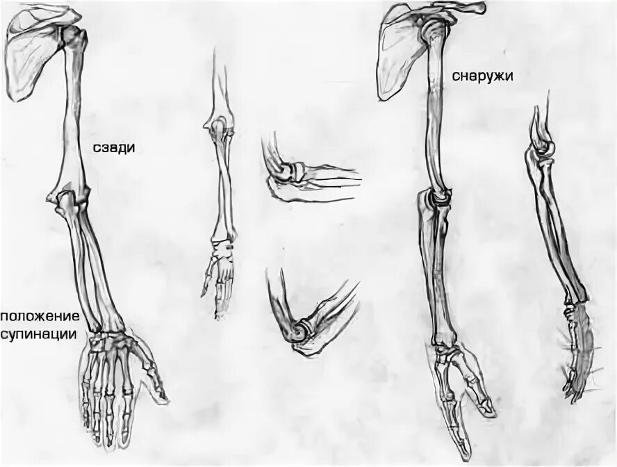 Скелет верхней конечности рисунки