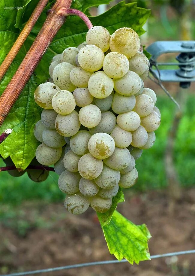 виноград сорт кристалл отзывы. кангун сорт винограда. виноград технический кристалл. сорт винограда кристалл. виноград сорт кристалл отзывы.