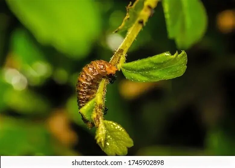 It is eating leaves. Жираф ест листья с деревьев. Девушка веган. Жираф ест. Panda eats shoots and leaves.