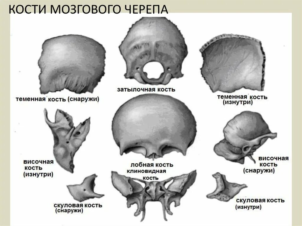 Мозговой отдел черепа кости соединение. Кости мозгового отдела черепа. Кости мозгового отдела черепа строение. Кости мозгового отдела черепа таблица. Теменная кость строение.