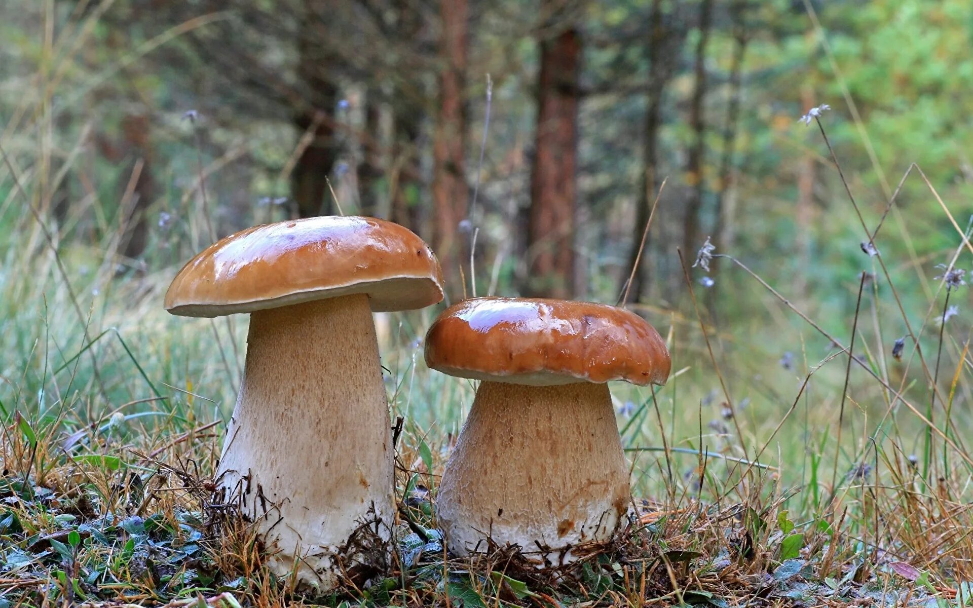 Болетус Эдулис. Боровик - белый гриб Боровик. Boletus edulis – белый гриб. Гриб Молоканка белая. Белый гриб в природе