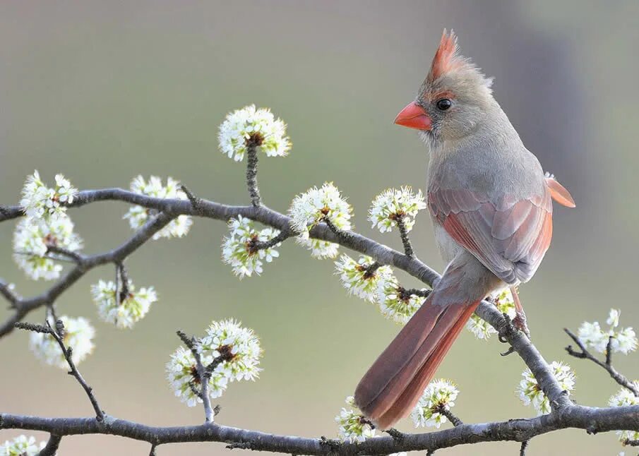 варакушка лесная растение. летние птицы. соловей птичка певчая. красивые птицы. варакушка лесная растение.