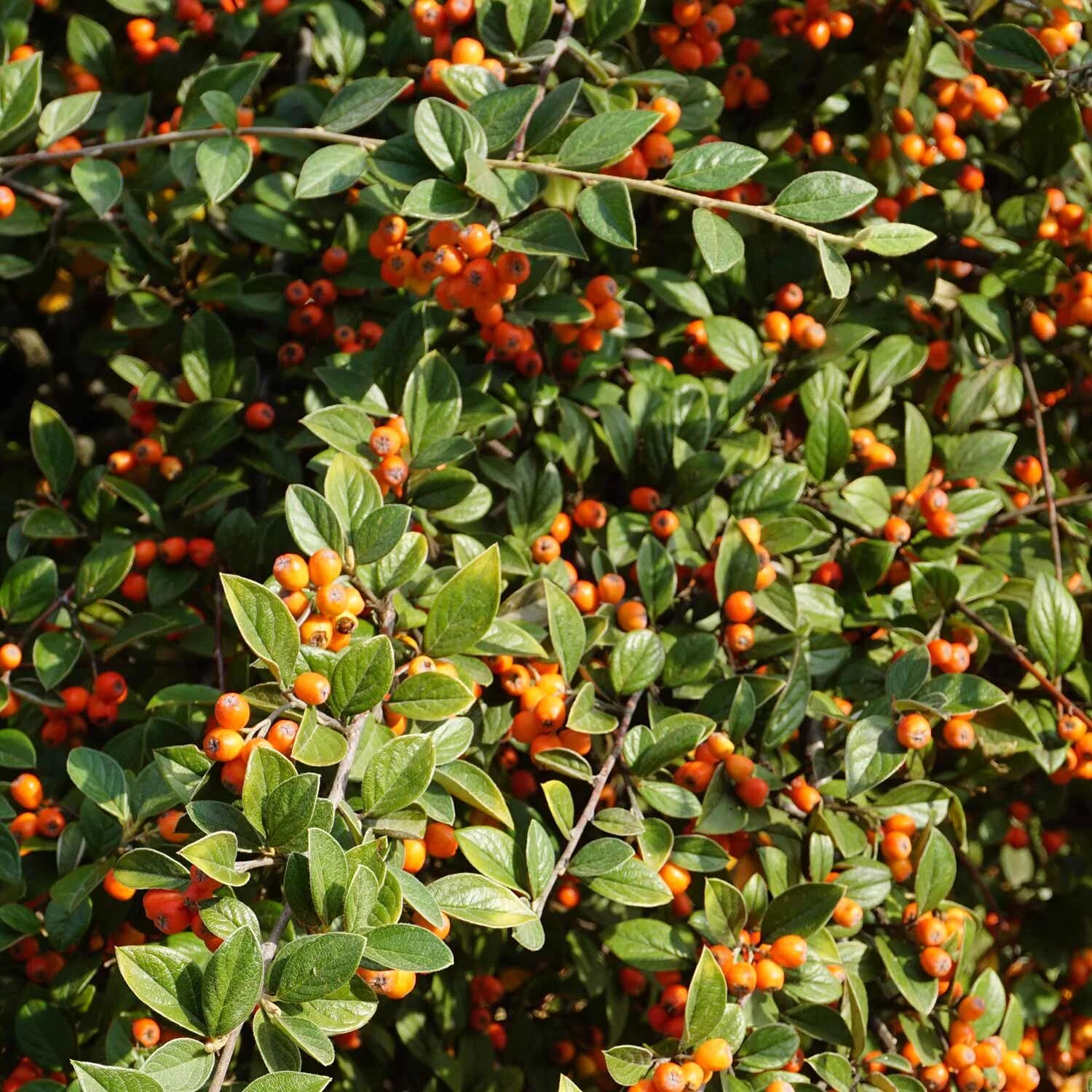 Кизильник съедобный. Кизильник Франчетти (Cotoneaster franchetii. Кизильник Люцидус. Кизильник гибридный. Кизильник алаунский.